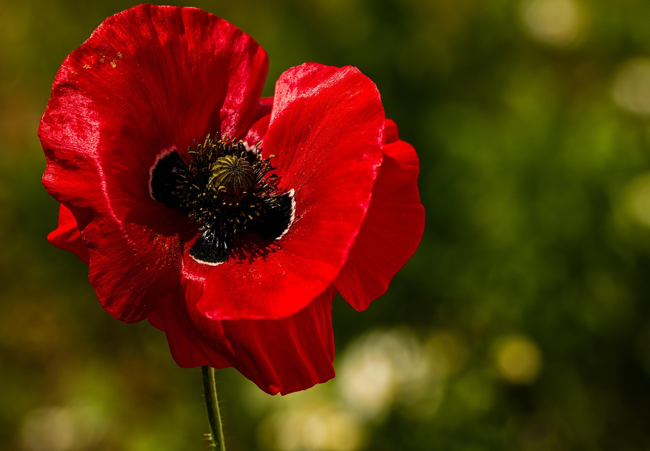 Poppy